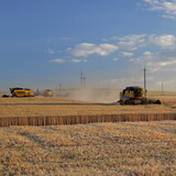 Ukrainian farmers combine wheat.